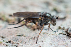 Rhaphium
