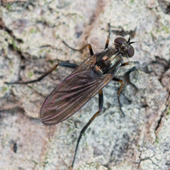 Rhaphium