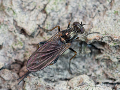 Rhaphium