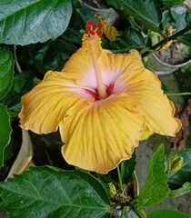 Hibiscus rosa-sinensis