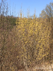 Cornelian Cherry (Cornus mas)