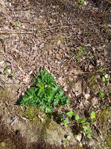Sosnowsky's hogweed (Heracleum sosnowskyi)
