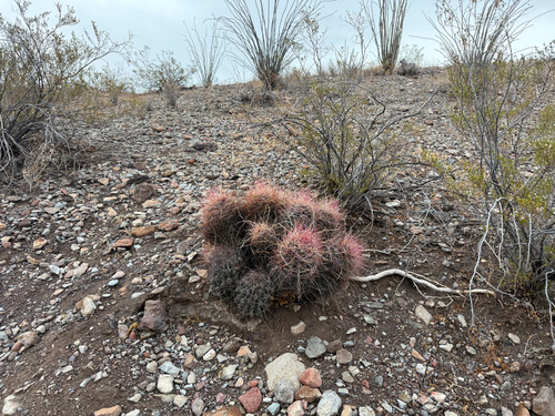 Turk's Head (Hamatocactus hamatacanthus)