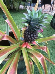 Ananas comosus comosus
