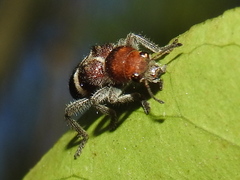 Enoclerus mexicanus