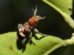 Enoclerus mexicanus