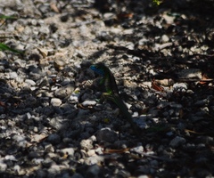 Cnemidophorus ruatanus