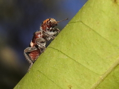 Enoclerus mexicanus