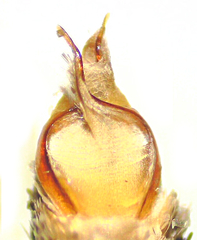 Eupithecia columbiata