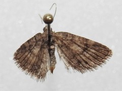 Eupithecia columbiata