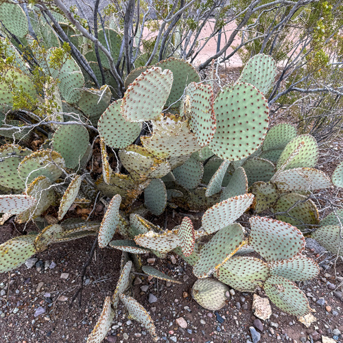 Blind Pricklypear (Opuntia rufida)