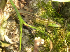 Lacerta strigata