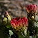 Protea eximia - Photo (c) Gawie Malan,  זכויות יוצרים חלקיות (CC BY-NC), uploaded by Gawie Malan