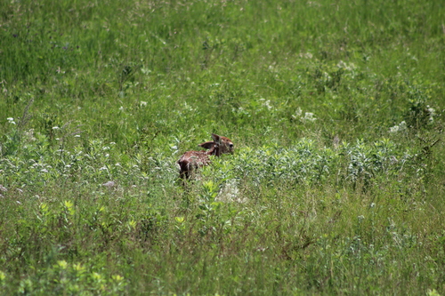 Dakota White-tailed Deer photographed in North Dakota