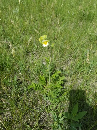 Tall Cinquefoil (Drymocallis arguta)