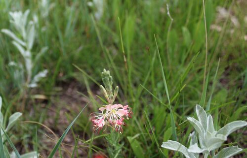 Scarlet Beeblossom (Oenothera suffrutescens)