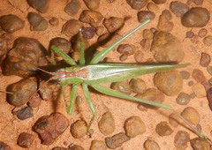Hexacentrus mundurra