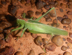 Hexacentrus mundurra