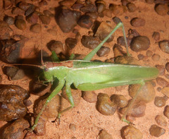 Hexacentrus mundurra