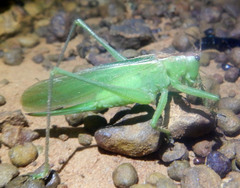 Hexacentrus mundurra