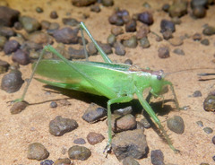 Hexacentrus mundurra