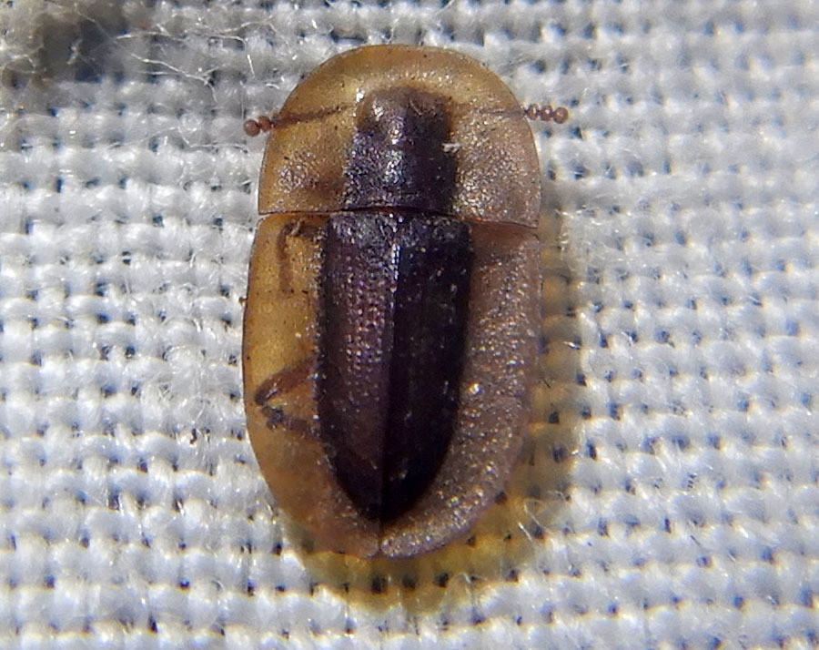 Cossyphus odewahni