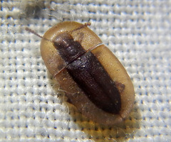 Cossyphus odewahni