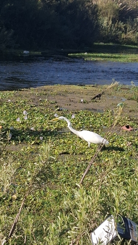 Great Egret