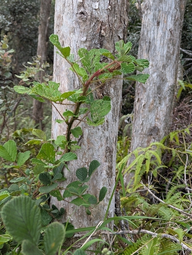 Yellow Himalayan Raspberry (Rubus ellipticus)