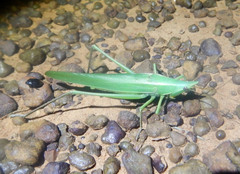 Pseudorhynchus lessonii