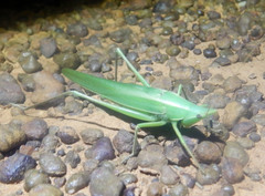 Pseudorhynchus lessonii