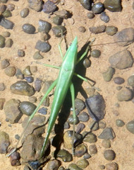 Pseudorhynchus lessonii