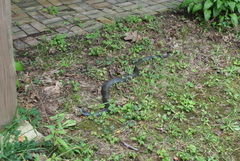 Coluber constrictor foxii