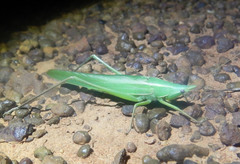 Pseudorhynchus lessonii