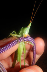 Pseudorhynchus lessonii