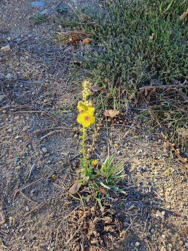 Twiggy Mullein (Verbascum virgatum)