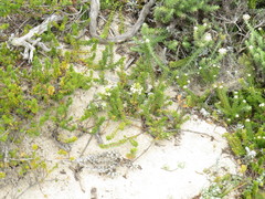 Struthiola salteri