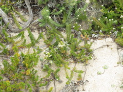 Struthiola salteri