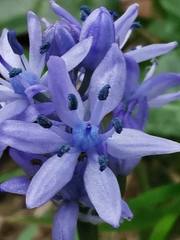 Hyacinthoides italica