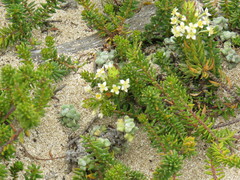 Struthiola salteri