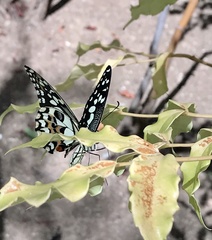 Papilio demoleus