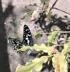 Papilio demoleus
