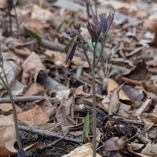 early blue cohosh (Caulophyllum giganteum)