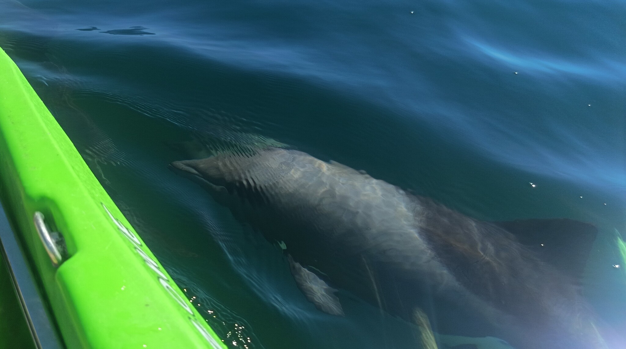 Cephalorhynchus heavisidii