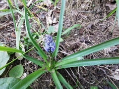 Hyacinthoides italica