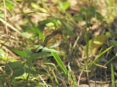 Junonia terea terea
