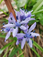 Hyacinthoides italica