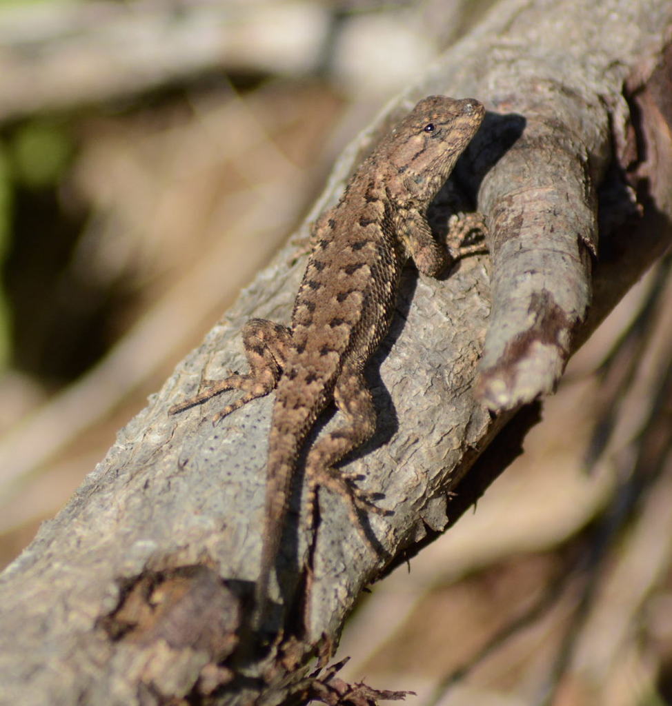 Western Fence Lizard (Sceloporus occidentalis) · iNaturalist
