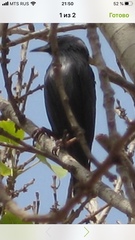 Sturnus unicolor