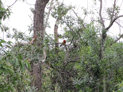 iNaturalist image